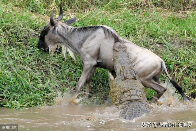 四种珍稀动物羚牛（世界自然遗产的东非动物大迁徙）(7)