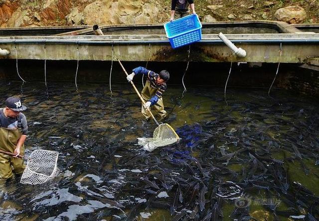 中华鲟鱼养殖方法（中华鲟鱼的养殖）(5)