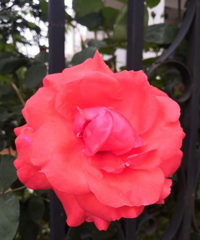 波尔多液是什么，蓝色波尔多液是什么？图6