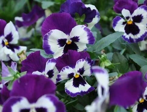 波尔多液是什么，蓝色波尔多液是什么？图5