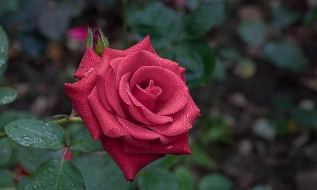 波尔多液是什么，蓝色波尔多液是什么？图3