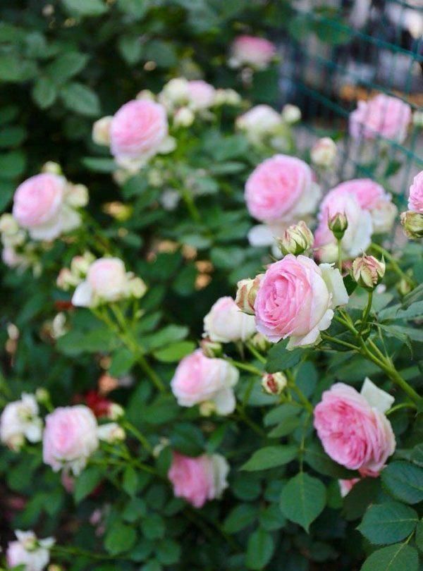 波尔多液是什么，蓝色波尔多液是什么？图4