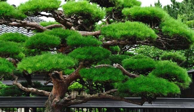 松树的特点和外型特征有哪些