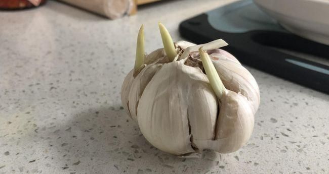 大蒜怎么保存5年不发芽