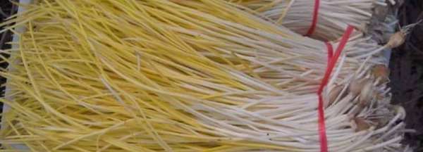 蒜黄干了还能吃,韭黄叶子坏了还能吃吗图4