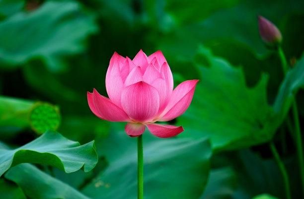 全开麦和半开麦区别，开麦和半开麦的区别？图3