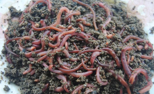 冬天蚯蚓一般藏在什么地方