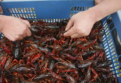 小龙虾可以吃,小龙虾哪些地方能吃哪些地方不能吃图4