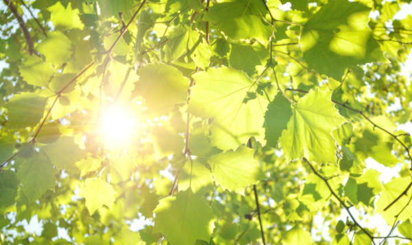 仲夏是几月,仲夏是几月份图3