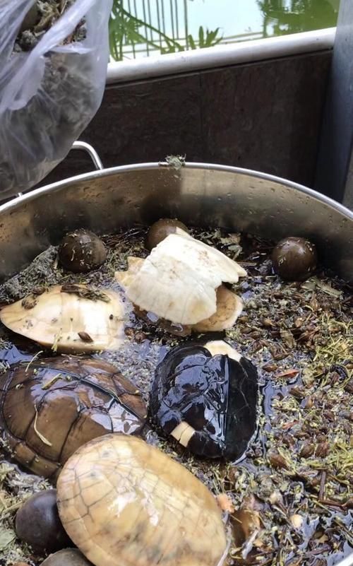 龟苓膏是什么做的