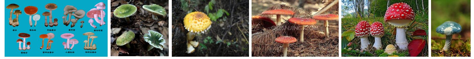 毒蘑菇种类大全详解(拥有美丽的外表)(1)