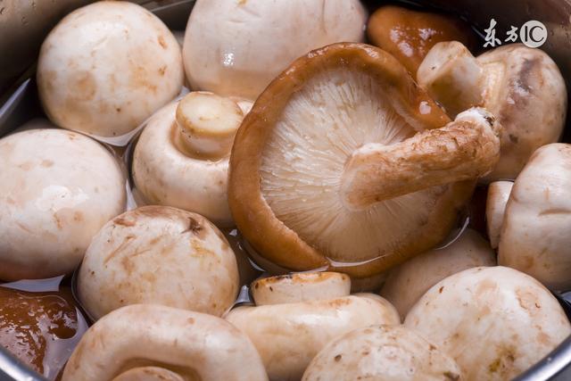 毒蘑菇种类大全详解(拥有美丽的外表)(15)