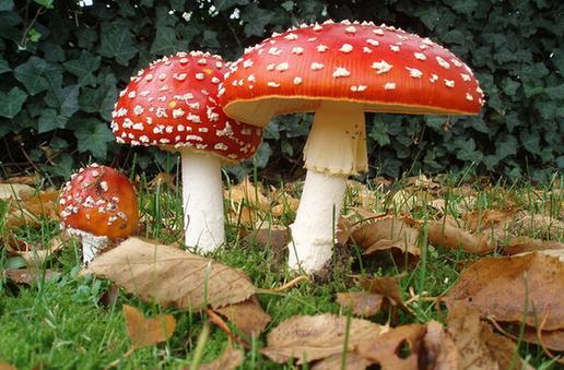 毒蘑菇种类大全详解(拥有美丽的外表)(7)