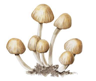 毒蘑菇种类大全详解(拥有美丽的外表)(12)