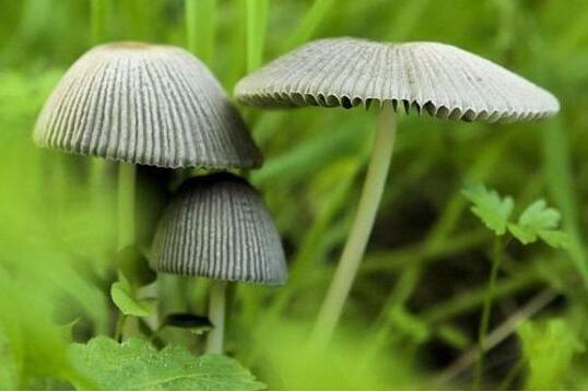 毒蘑菇种类大全详解(拥有美丽的外表)(3)