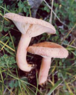 毒蘑菇种类大全详解(拥有美丽的外表)(10)