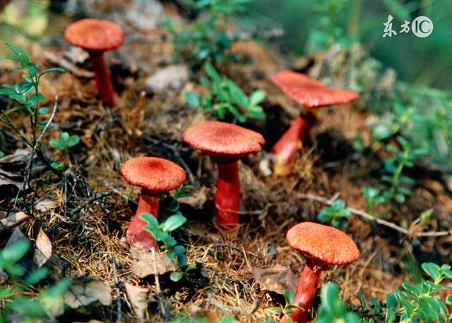 毒蘑菇种类大全详解(拥有美丽的外表)(14)
