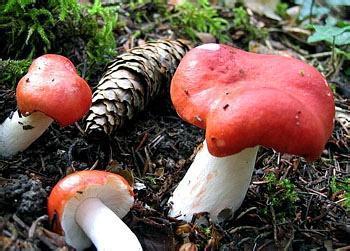 毒蘑菇种类大全详解(拥有美丽的外表)(11)