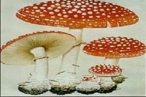 毒蘑菇种类大全详解(拥有美丽的外表)(5)