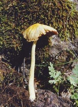 毒蘑菇种类大全详解(拥有美丽的外表)(8)