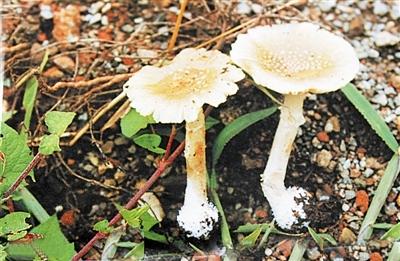 毒蘑菇种类大全详解(拥有美丽的外表)(6)