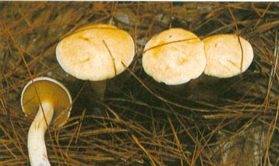 毒蘑菇种类大全详解(拥有美丽的外表)(2)