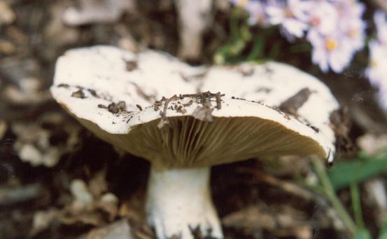 毒蘑菇种类大全详解(拥有美丽的外表)(4)