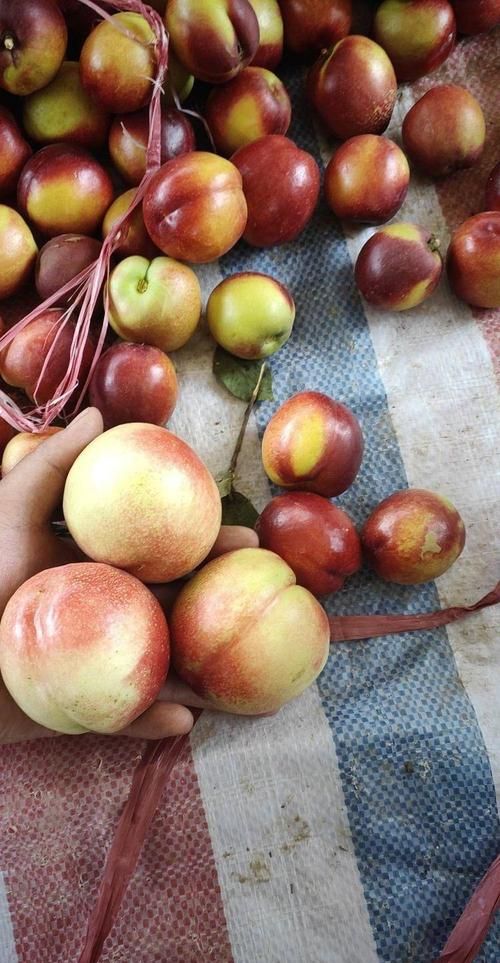 恐龙蛋杏李和西梅有什么不同