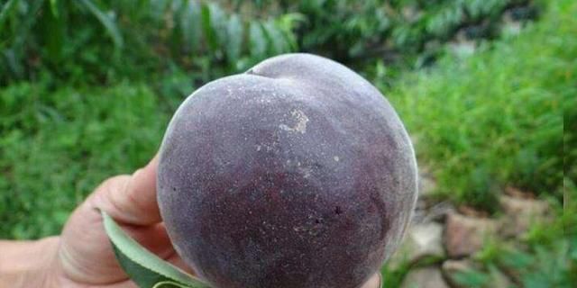 油桃和李子有什么区别，恐龙蛋杏李和西梅有什么不同图16