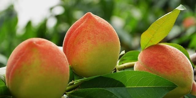 油桃和李子有什么区别，恐龙蛋杏李和西梅有什么不同图6