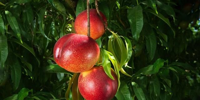 油桃和李子有什么区别，恐龙蛋杏李和西梅有什么不同图9