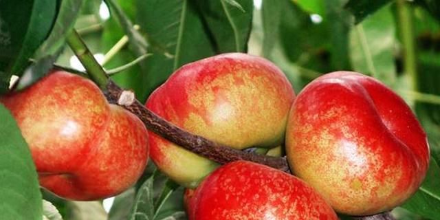 油桃和李子有什么区别，恐龙蛋杏李和西梅有什么不同图18