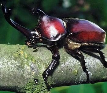 独角仙外形和特点（它是超级大力士）(3)