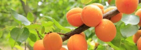 新鲜杏子的皮可以吃,新鲜杏子的皮可以吃吗图1