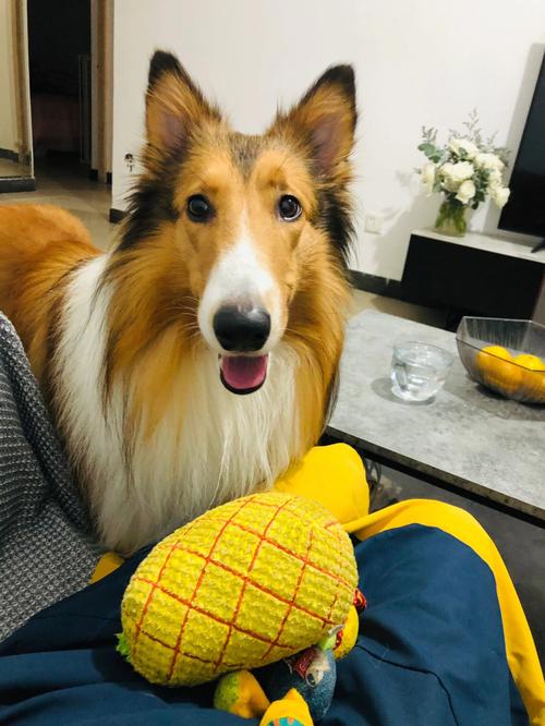 苏格兰牧羊犬饲养技巧(苏格兰牧羊犬好养吗)