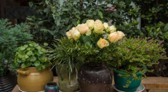 香槟玫瑰花语,9朵香槟金玫瑰花语代表什么意思图3