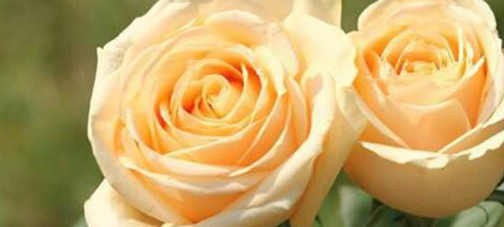 香槟玫瑰花语,9朵香槟金玫瑰花语代表什么意思图2