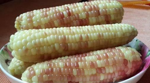 煮熟的玉米放了三天还能吃吗