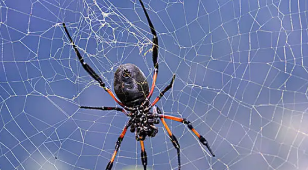 蜘蛛能吃看了都怕,室内蜘蛛可以食用什么图1