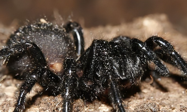 蜘蛛能吃看了都怕,室内蜘蛛可以食用什么图4