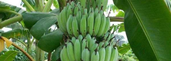芭蕉如何催熟,芭蕉快速催熟的方法图2