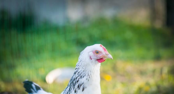 鸡热了怎么降温,小雏鸡不吃食了怎么办图3