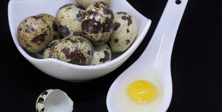 鹌鹑蛋能存放多久还能孵化?