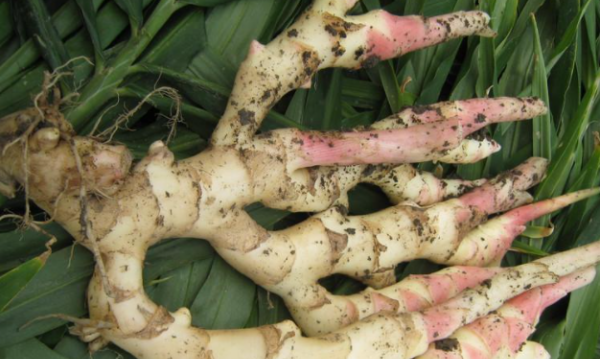 仔姜是什么姜,仔姜怎么读 仔姜的拼音和解释是什么图3