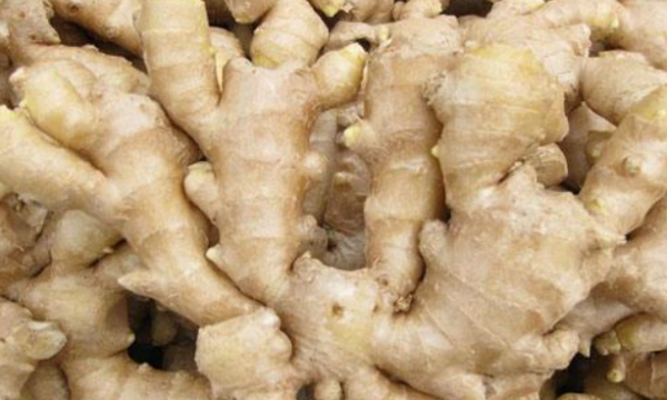 仔姜是什么姜,仔姜怎么读 仔姜的拼音和解释是什么图4