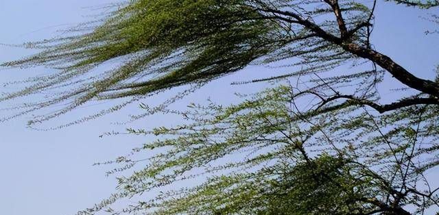 四到五级风有多大?