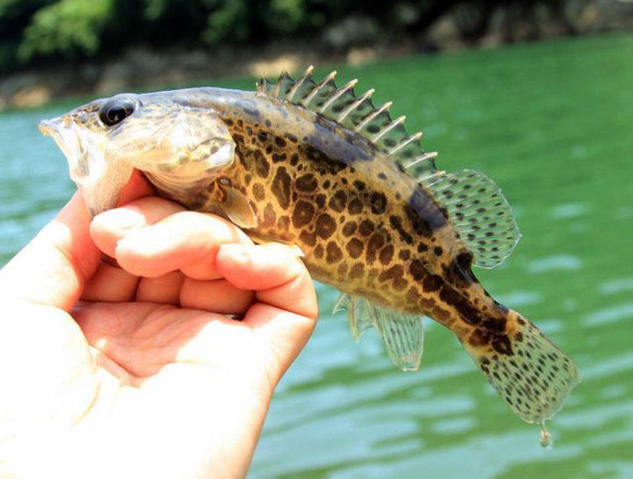 在水流特别急的地方怎么钓鱼(走水很急的河道怎么钓鱼)(图6) 在水流特别急的地方怎么钓鱼(走水很急的河道怎么钓鱼)(图6)