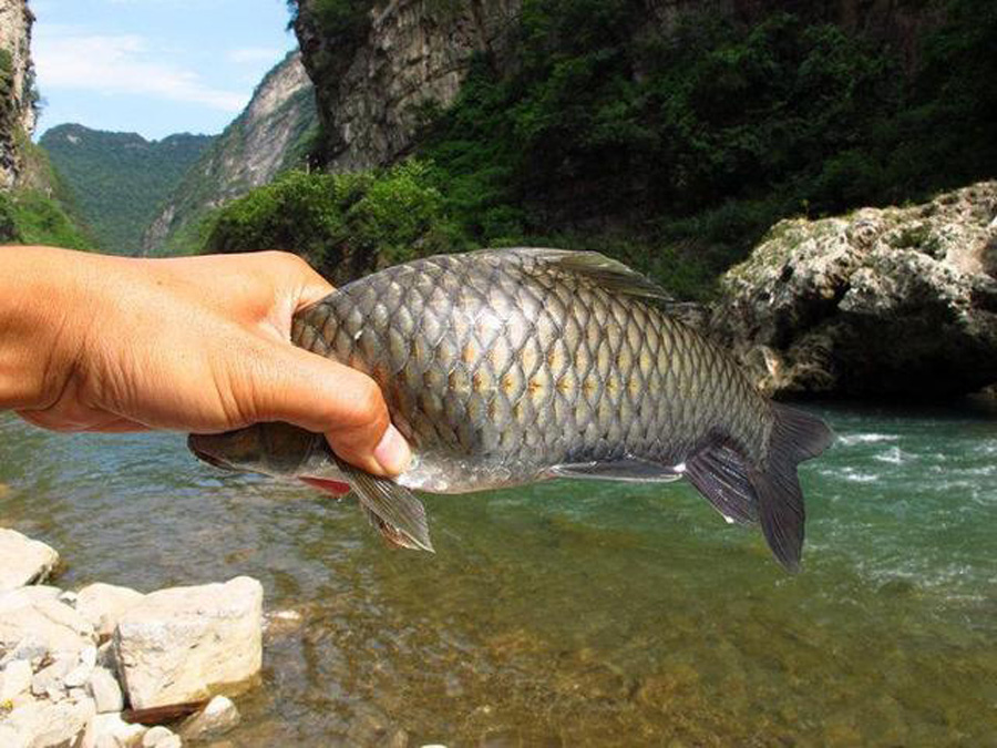 在水流特别急的地方怎么钓鱼(走水很急的河道怎么钓鱼)(图7) 在水流特别急的地方怎么钓鱼(走水很急的河道怎么钓鱼)(图7)