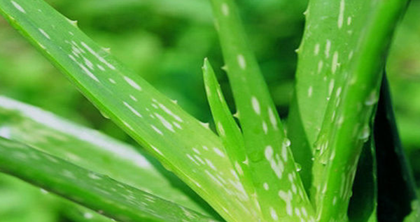 芦荟有什么妙用?芦荟的十大功能与效率