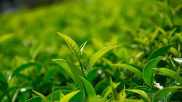 茶叶的种类及价格,各种茶叶的保质期是多少图5